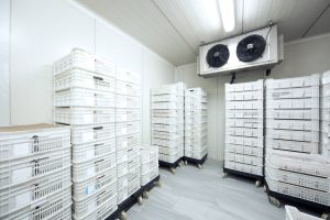 Meat Storage at -30 Celcius Stacked meat and burger packs are at -30 degrees celcius in a meat processing factory.