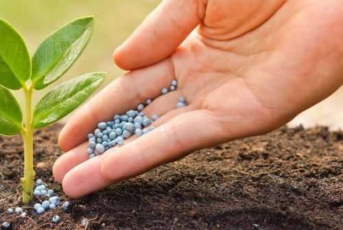 Fertilizers-Plants.jpg